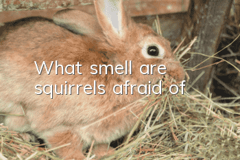 What smell are squirrels afraid of?