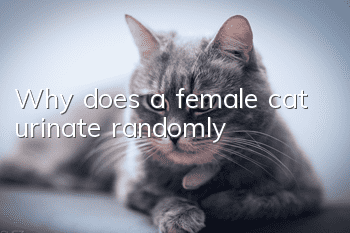 Why does a female cat urinate randomly?