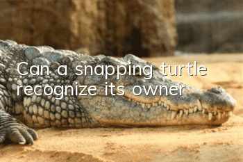Can a snapping turtle recognize its owner?