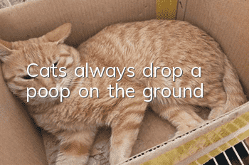 Cats always drop a poop on the ground
