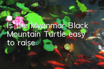 Is the Myanmar Black Mountain Turtle easy to raise?