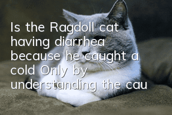 Is the Ragdoll cat having diarrhea because he caught a cold? Only by understanding the cause can we solve it better!