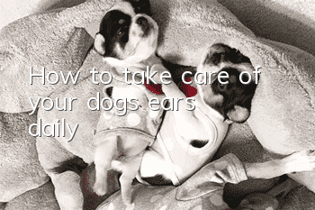 How to take care of your dog’s ears daily