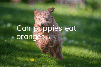 Can puppies eat oranges?