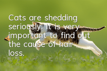Cats are shedding seriously. It is very important to find out the cause of hair loss.