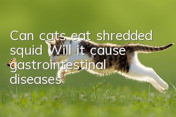 Can cats eat shredded squid? Will it cause gastrointestinal diseases?