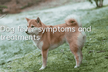 Dog fever symptoms and treatments