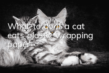 What to do if a cat eats plastic wrapping paper