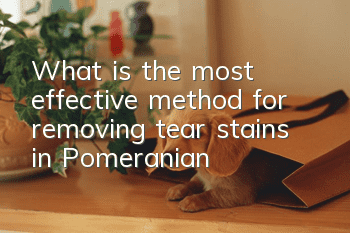 What is the most effective method for removing tear stains in Pomeranian?