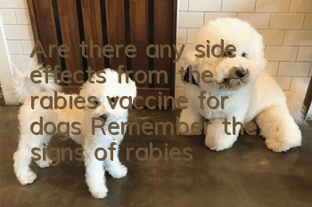 Are there any side effects from the rabies vaccine for dogs? Remember the signs of rabies in dogs!