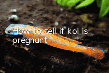 How to tell if koi is pregnant