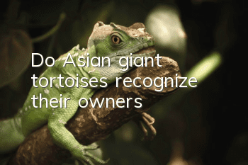 Do Asian giant tortoises recognize their owners?