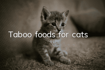 Taboo foods for cats