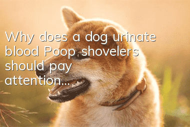 Why does a dog urinate blood? Poop shovelers should pay attention...
