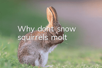 Why don’t snow squirrels molt?
