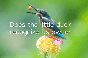 Does the little duck recognize its owner?