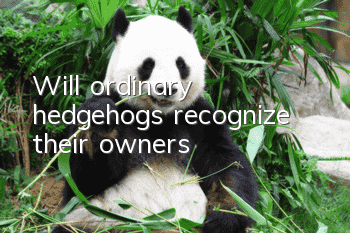 Will ordinary hedgehogs recognize their owners?