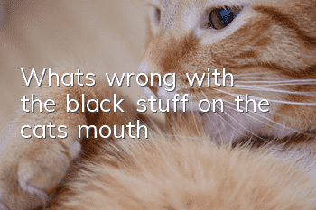 What's wrong with the black stuff on the cat's mouth?