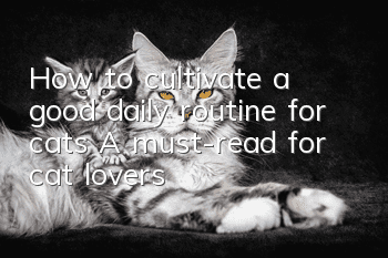 How to cultivate a good daily routine for cats? A must-read for cat lovers!