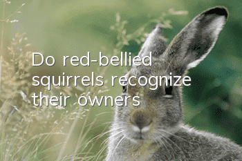 Do red-bellied squirrels recognize their owners?