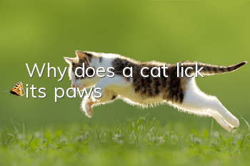 Why does a cat lick its paws?