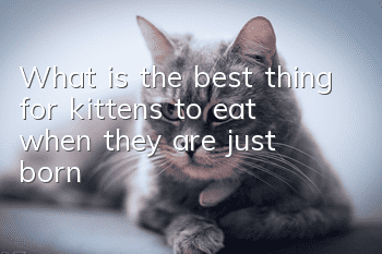 What is the best thing for kittens to eat when they are just born?