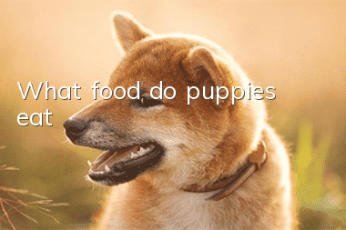 What food do puppies eat?