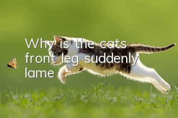 Why is the cat's front leg suddenly lame?