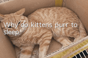 Why do kittens purr to sleep?