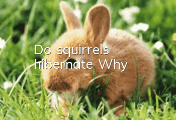Do squirrels hibernate? Why?