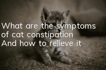 What are the symptoms of cat constipation? And how to relieve it?