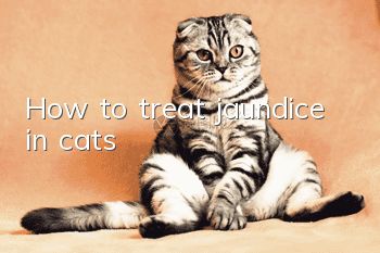 How to treat jaundice in cats