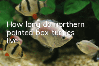 How long do northern painted box turtles live?