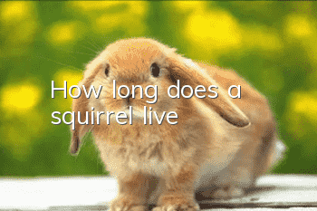 How long does a squirrel live?