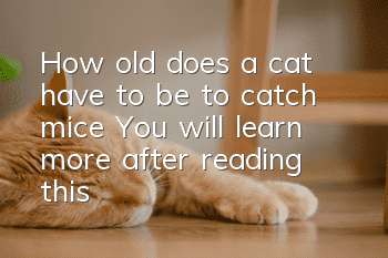 How old does a cat have to be to catch mice? You will learn more after reading this!