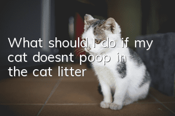 What should I do if my cat doesn’t poop in the cat litter?