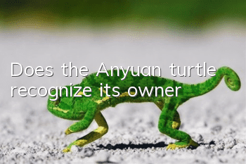 Does the Anyuan turtle recognize its owner?