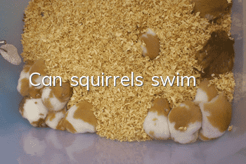 Can squirrels swim?