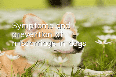 Symptoms and prevention of miscarriage in dogs
