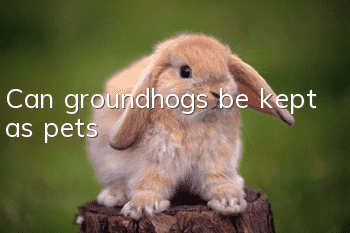 Can groundhogs be kept as pets?