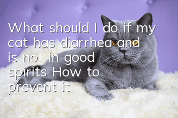 What should I do if my cat has diarrhea and is not in good spirits? How to prevent it?