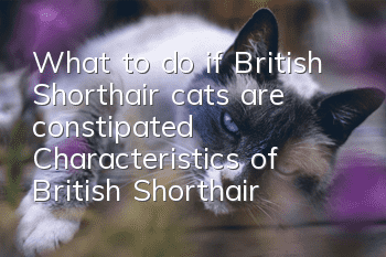 What to do if British Shorthair cats are constipated? Characteristics of British Shorthair constipation!