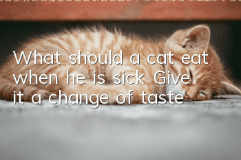 What should a cat eat when he is sick? Give it a change of taste