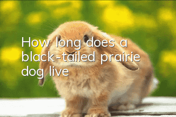 How long does a black-tailed prairie dog live?