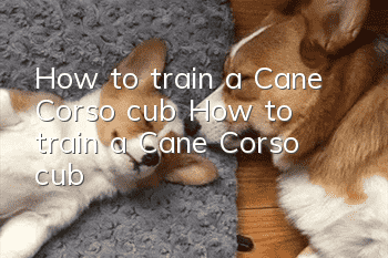 How to train a Cane Corso cub? How to train a Cane Corso cub!
