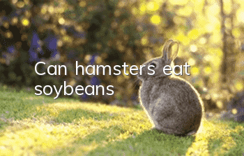 Can hamsters eat soybeans?