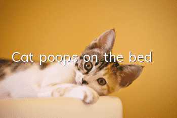 Cat poops on the bed