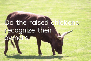 Do the raised chickens recognize their owners?