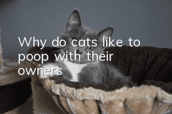 Why do cats like to poop with their owners?