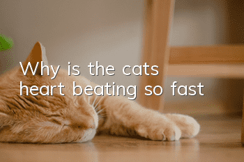 Why is the cat's heart beating so fast?